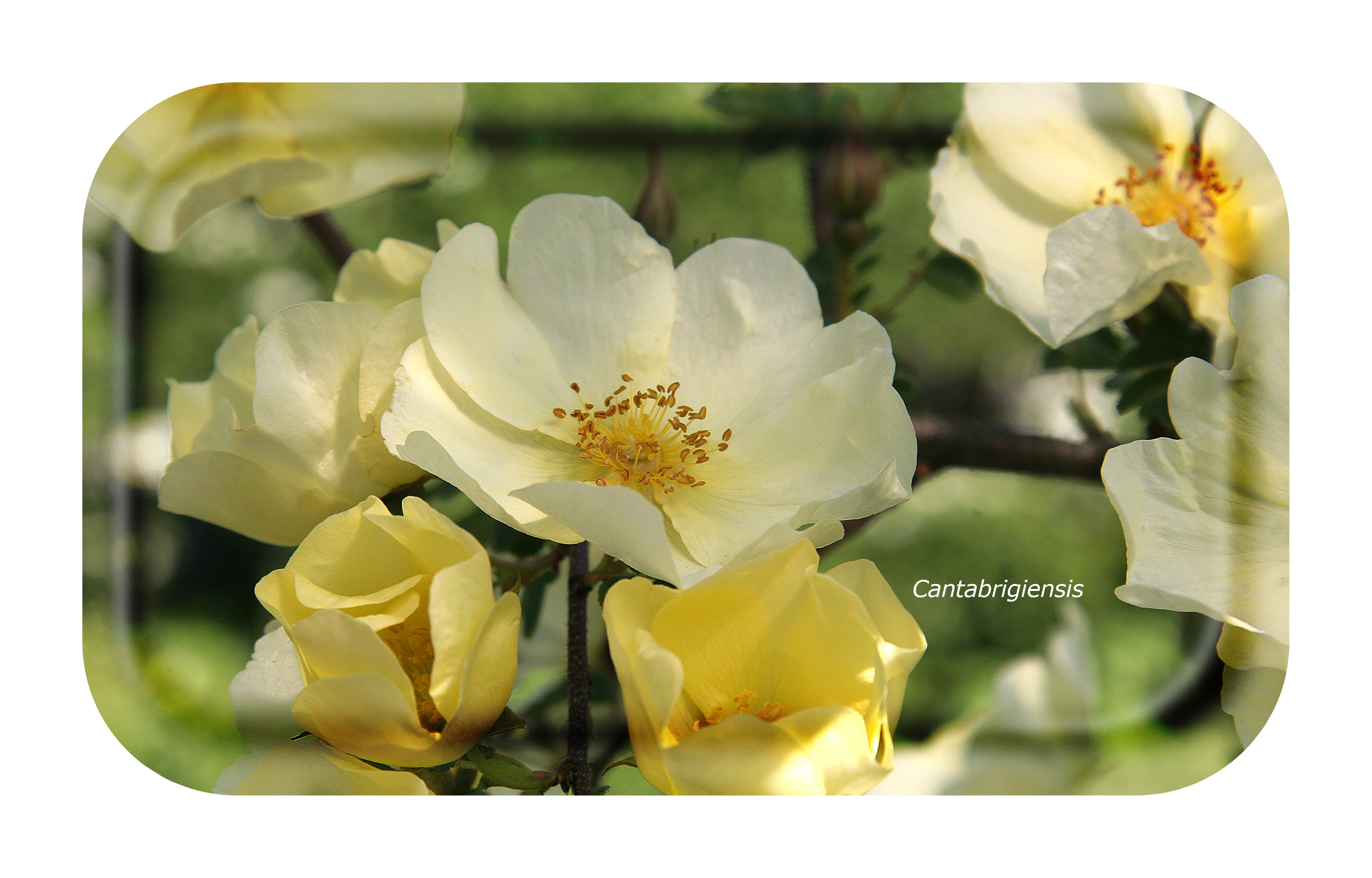 FROQE - TRAY_PLATE_WV - SKU_TRA39GARDEN2213 - Garden_Rose-Cantabrigiensis - 22x13cm_8.66x5.12in - TRADITION by Forbicon - Sweden