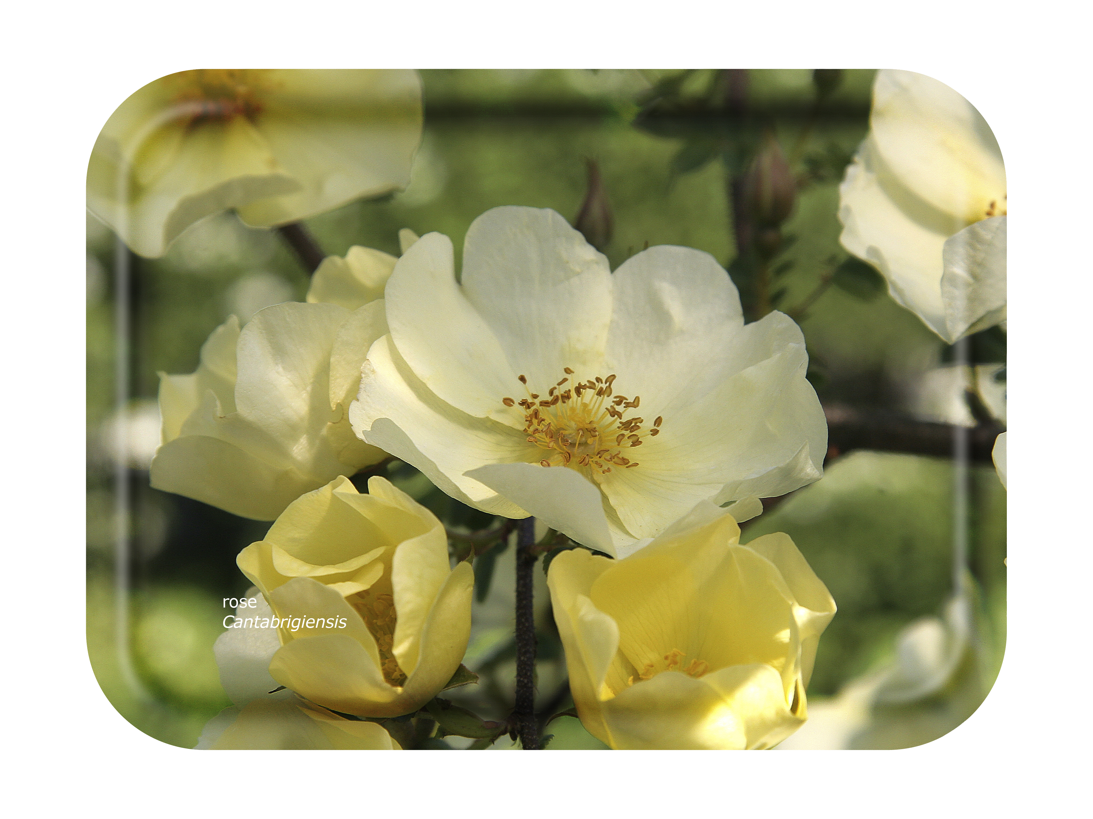 FROQE - TRAY_PLATE_WV - SKU_TRA64GARDEN2720 - Garden_Rose-Cantabrigiensis - 27x20cm_10.63x7.87in - TRADITION by Forbicon - Sweden