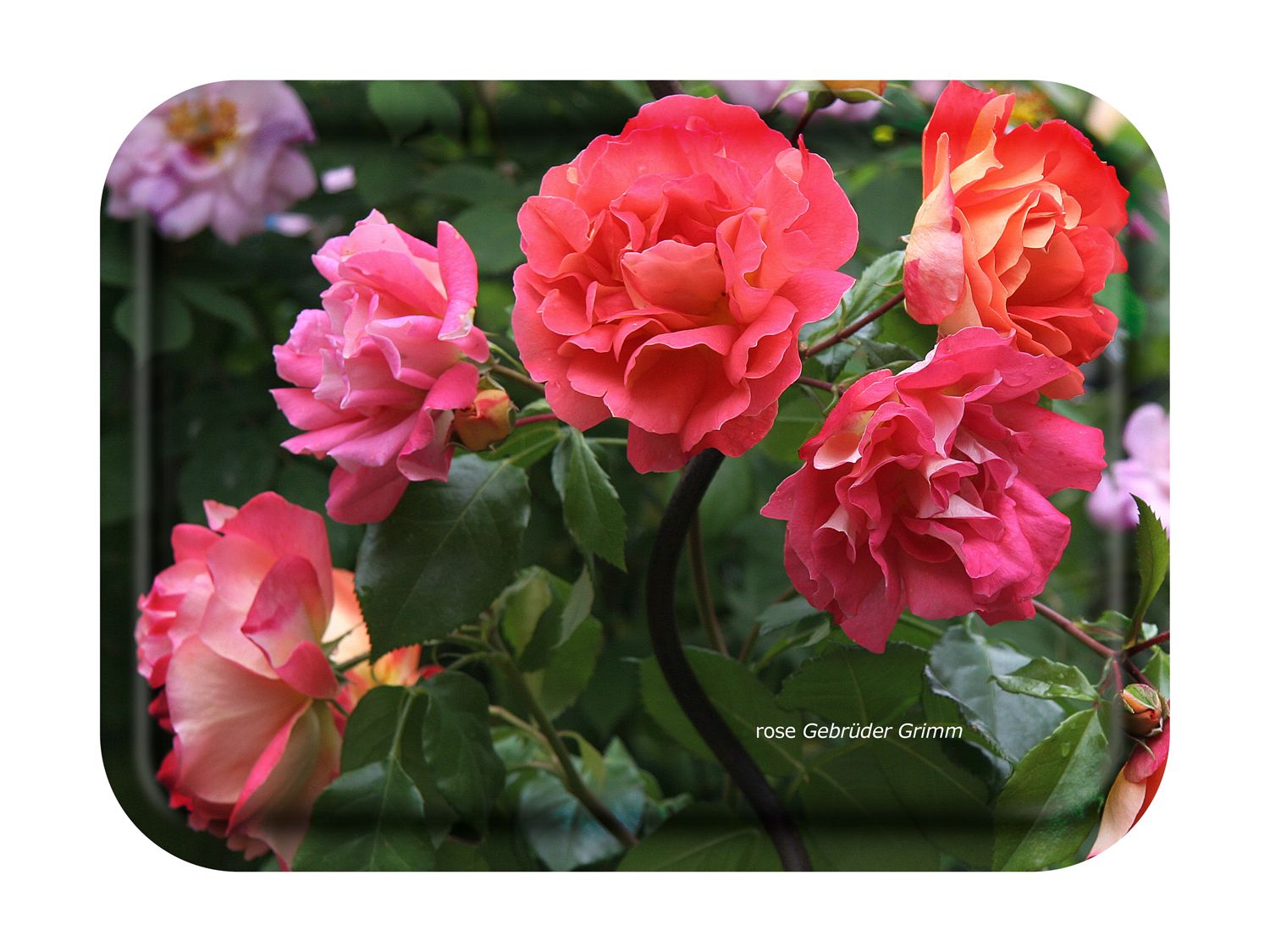 FROQE - TRAY_PLATE_WV - SKU_TRA60GARDEN2720 - Garden_Rose-Gebrüder_Grimm - 27x20cm_10.63x7.87in - TRADITION by Forbicon - Sweden